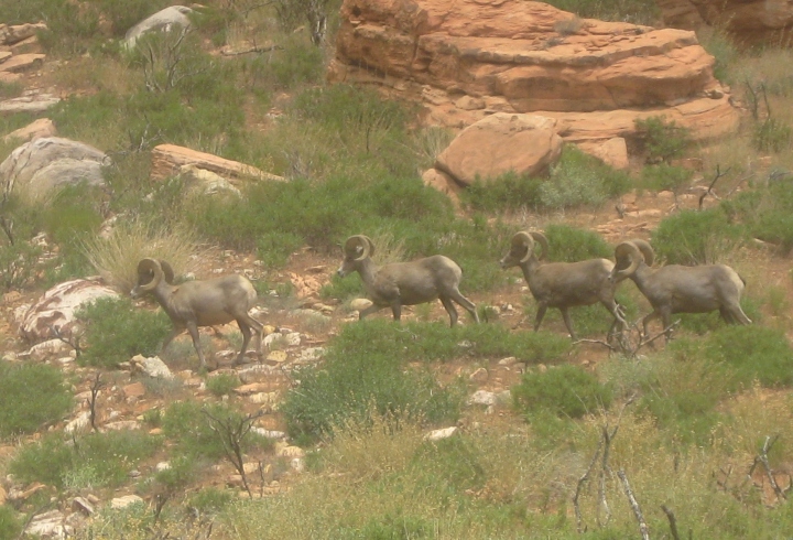 Big Horn Sheep